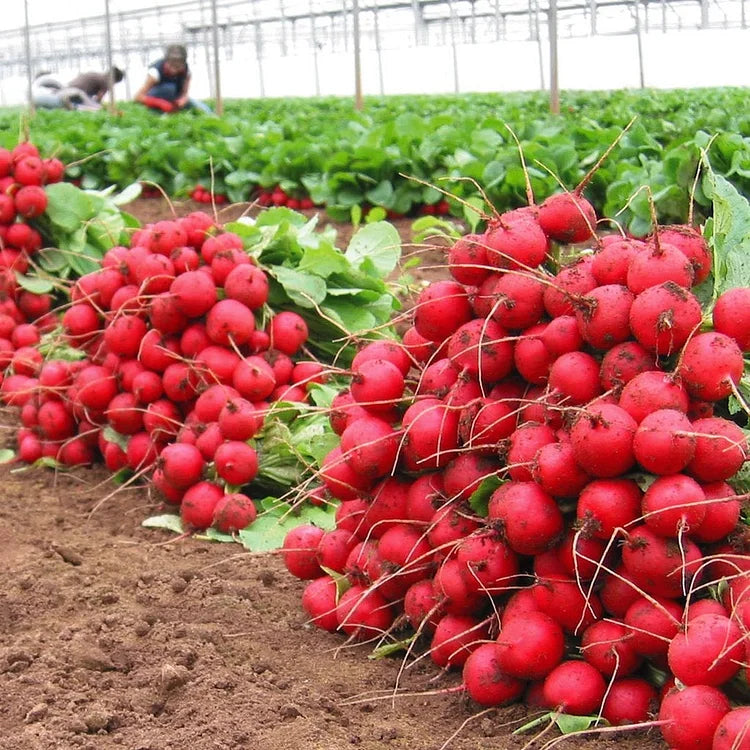 Radish Organic Seeds